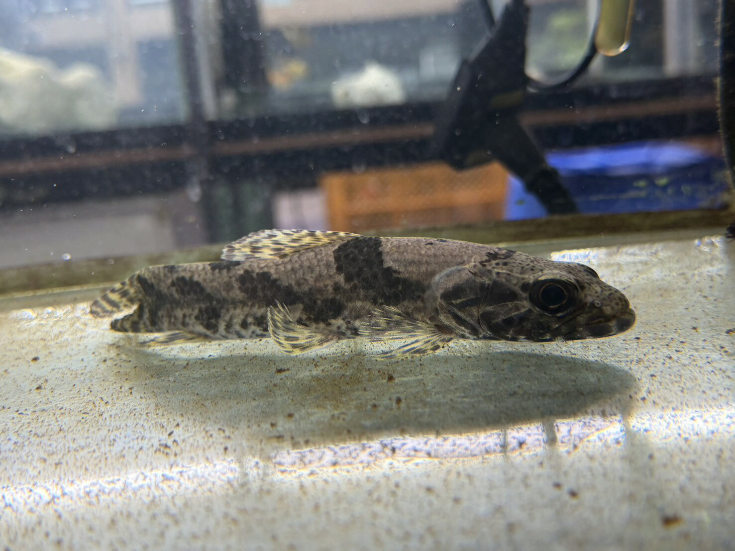 【スリナム産】リアルタライロン リアルタライロン / アイマラ / タライロン / スリナム / 怪魚 / 肉食魚 / 大型魚 / 南米魚アイマラ 16〜18cm±｜南米怪魚・大型肉食魚・タライロン・ワイルド・マニア必見