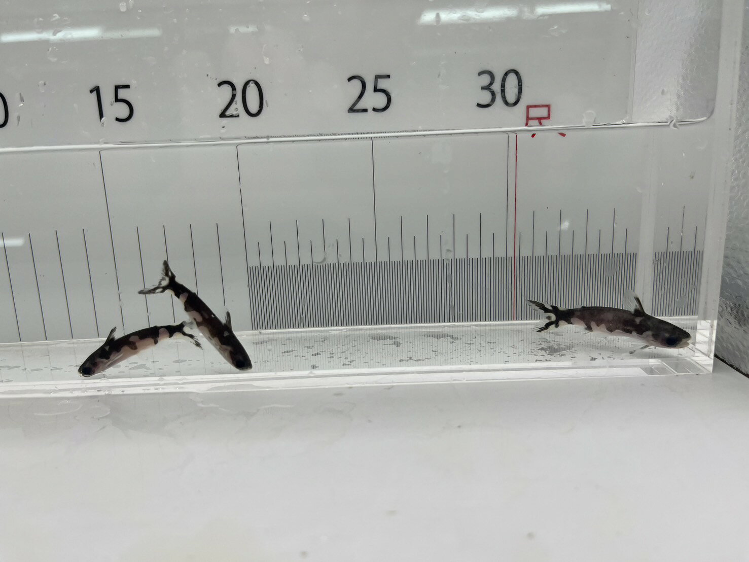 【3匹セット】ホルスタインタティア HTATIA 5cm±｜白黒模様・小型ナマズ・南米珍魚...