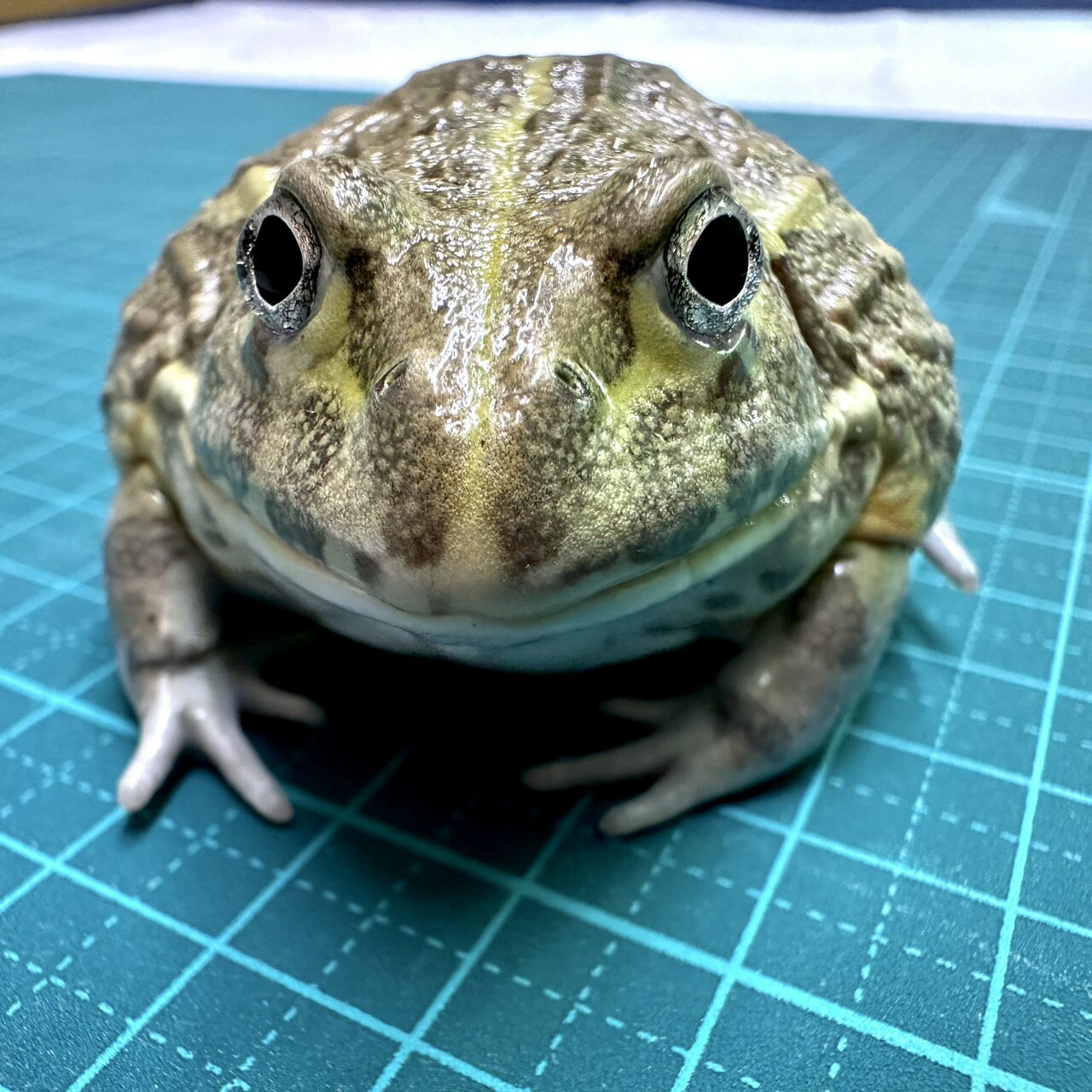 【迫力サイズ】アフリカウシガエル｜大型種・成長が楽しい・怪獣級の存在感／両生類・カエル・エキゾチックアニマル