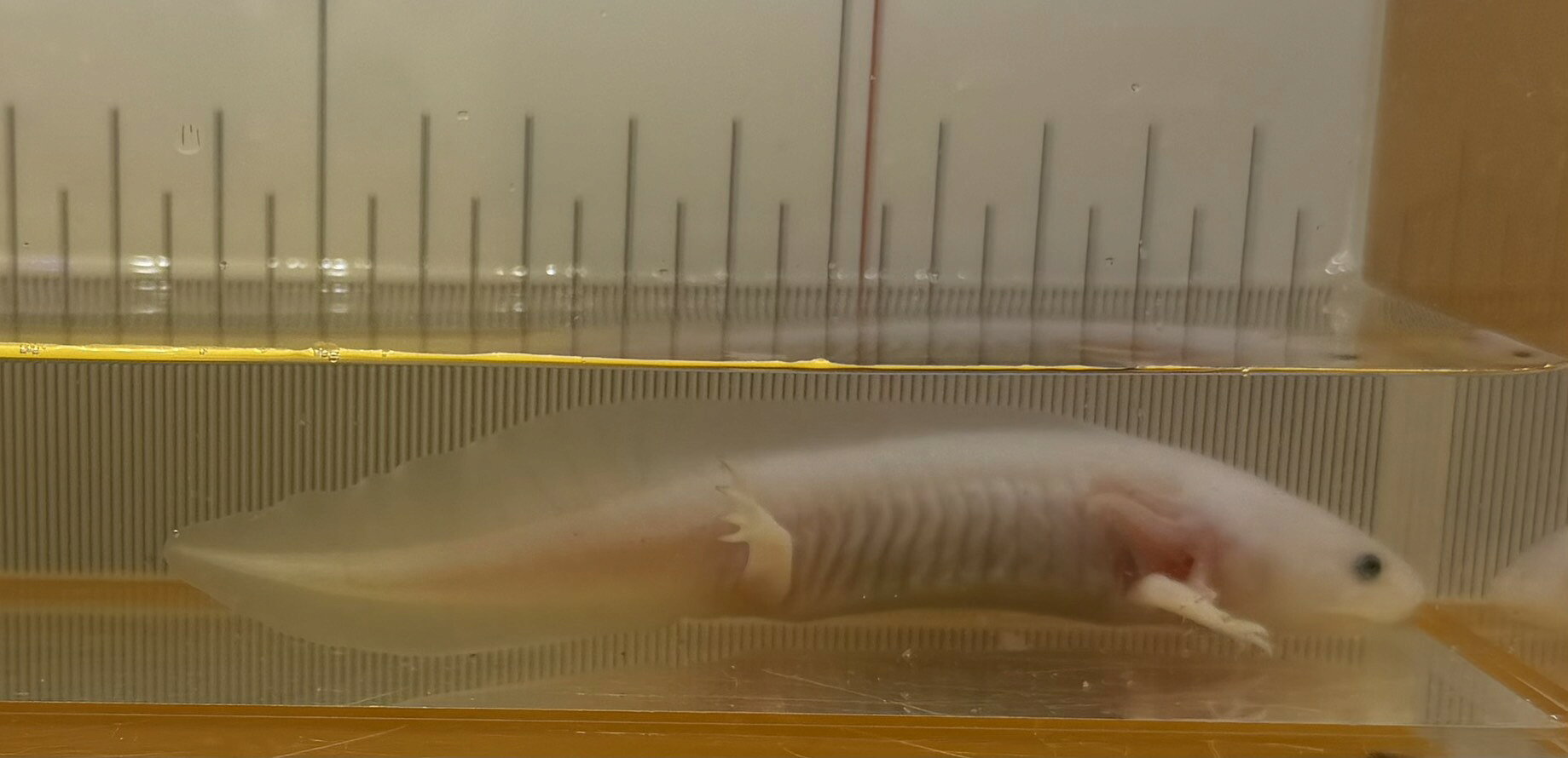 【人気種】ウーパールーパー リューシ 白黒目 約10cm±　大き目｜飼いやすい定番カラー・両生類・初心者にもおすすめ検索対策ワード：ウーパールーパー / リューシスティック / 白黒目 / アホロートル / 両生類 / ペット / 人気 2