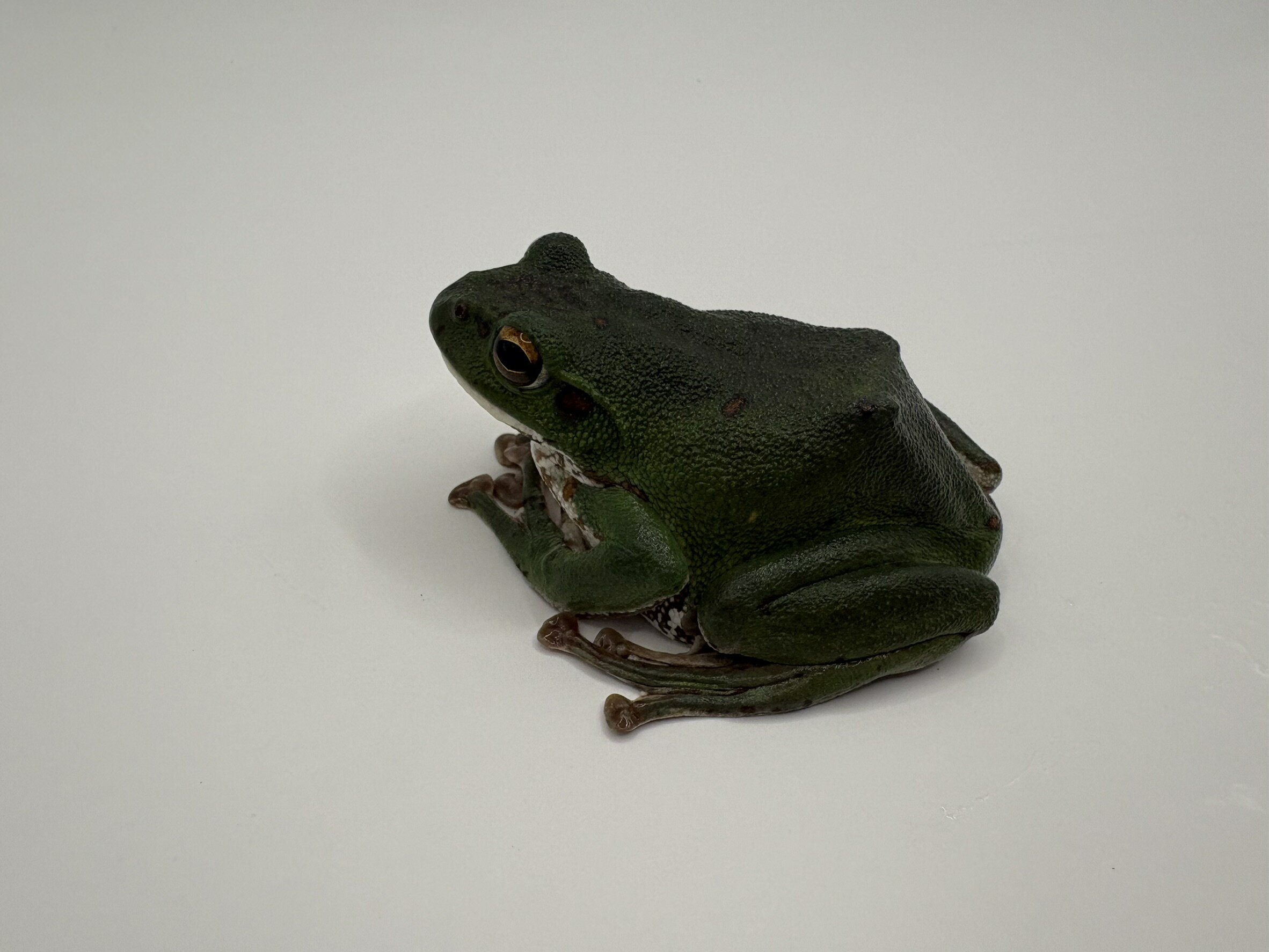 3モリアオガエル 8〜10cm±｜美しいグリーンボディ・国産カエル・樹上性・両生類・観賞用検索対策ワード：モリアオガエル / カエル / 両生類 / 樹上性 / 国産種 / 観賞用 / ペット