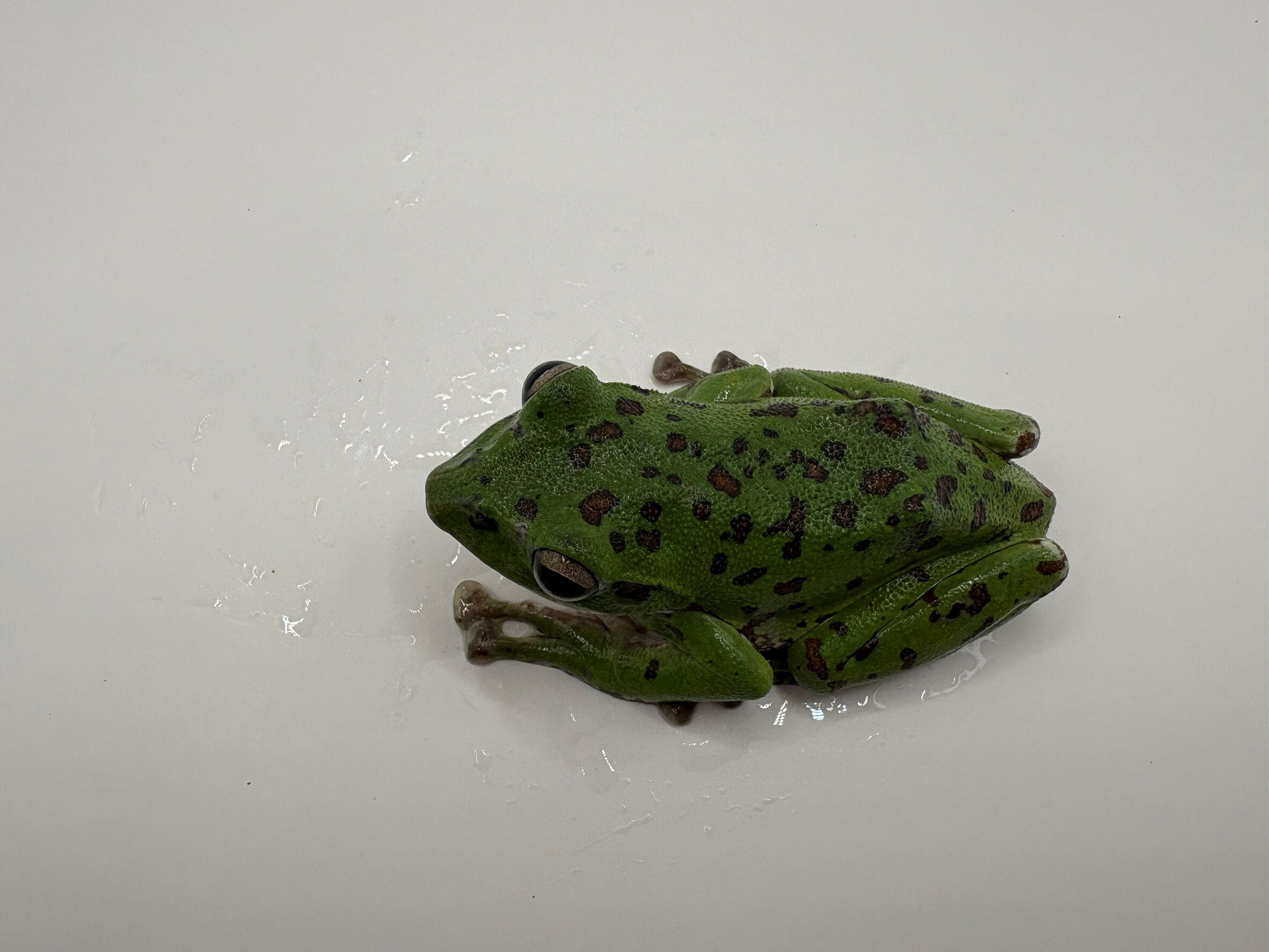 海無し県の小さな繁殖場の2【大型個体】モリアオガエル 8〜10cm±｜美しいグリーンボディ・国産カエル・樹上性・両生類・観賞用検索対策ワード：モリアオガエル / カエル / 両生類 / 樹上性 / 国産種 / 観賞用 / ペット　　2｜アングル2
