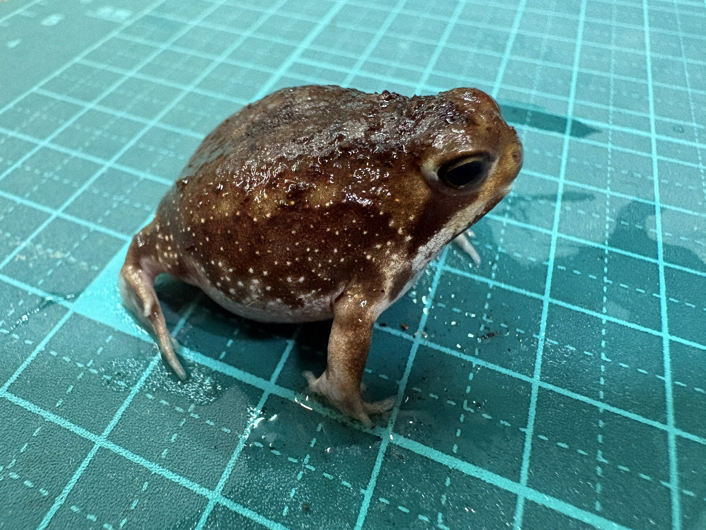 ラスト【人気種】アメフクラガエル 約3から4cm ±ころんとしたフォルムが可愛い癒し系カエル・両生類・初心者にもおすすめ