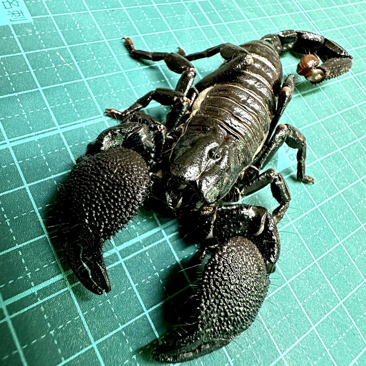 【希少種】ダイオウサソリ（エンペラースコーピオン）｜漆黒の王者・最大級スコーピオン／ペット・珍奇..