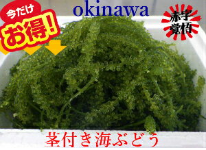 【茎付き】海ぶどう　たっぷり2kg