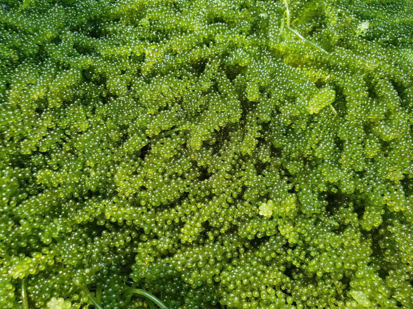 沖縄屋我地島産、超低価額、鮮度抜群【生】海ぶどう　沖縄屋我地島産【茎付き】海ぶどう　たっぷり1kg　沖縄料理　沖縄食材　刺し身　美味しい　海藻　お土産　おススメ商品