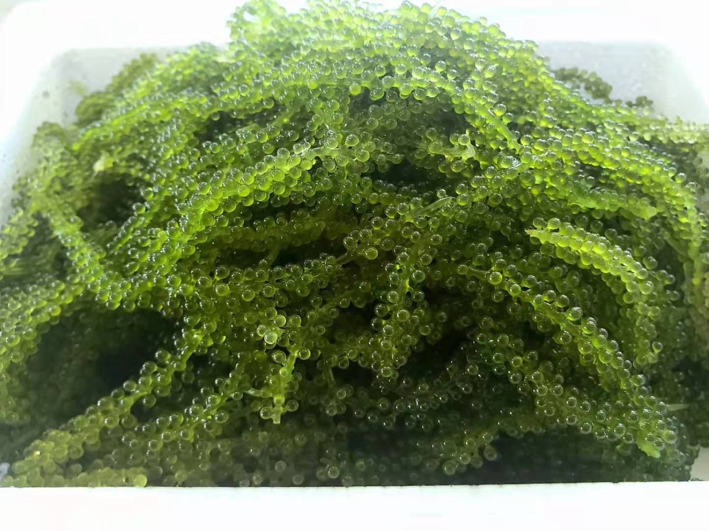 茎無し【A級品】茎無し生海ぶどう1kg　　送料込みの価額　大粒【A級品】茎無し　海ぶどう　たっぷり　1kg沖縄料理　沖縄食材　刺し身　美味しい　海藻　お土産　おススメ商品