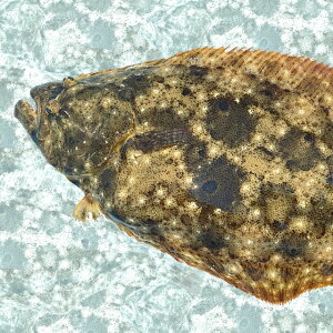 旬の魚 予算5 000円以内 50代男性の人気おすすめランキング ベストオイシー 旬の魚 予算5 000円以内 50代男性の人気おすすめランキング ベストオイシー