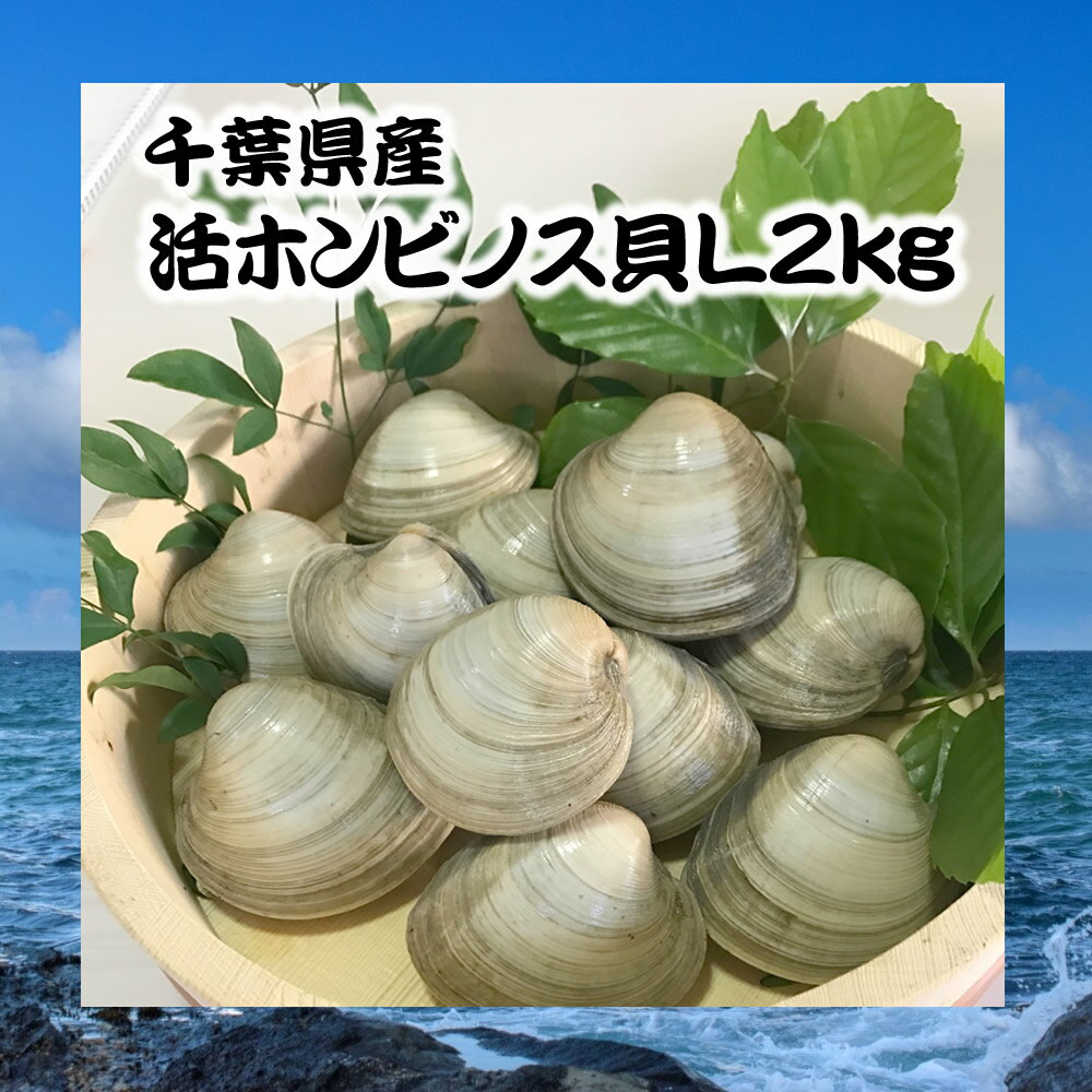 千葉県産活ホンビノス貝L2kg【白ハマグリ、大アサリ】10〜14粒程度 バーベキュー 活き お取り寄せ 贈答 クラムチャウダー 浜焼き BBQ