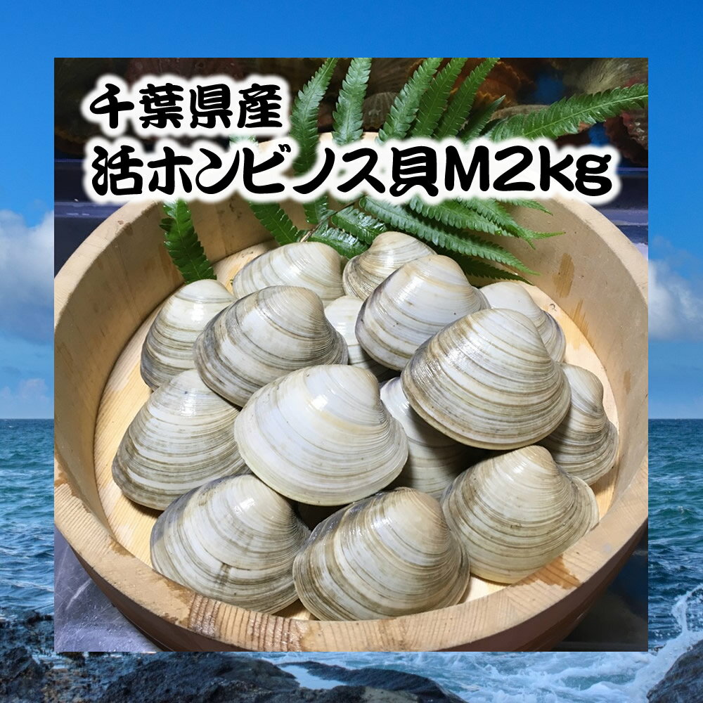 千葉県産活ホンビノス貝M2kg【白ハマグリ、大アサリ】14〜18粒程度 バーベキュー 活き お取り寄せ 贈答 クラムチャウダー 浜焼き BBQ