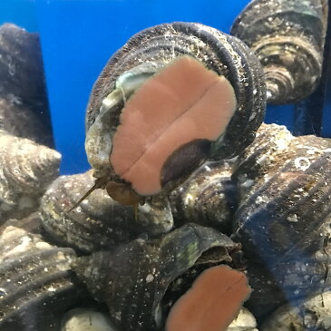 国産天然活きサザエ【中】1kg（9〜11個）直送 壺焼き 浜焼き バーベキュー 贈答 刺し身 貝 タウリン