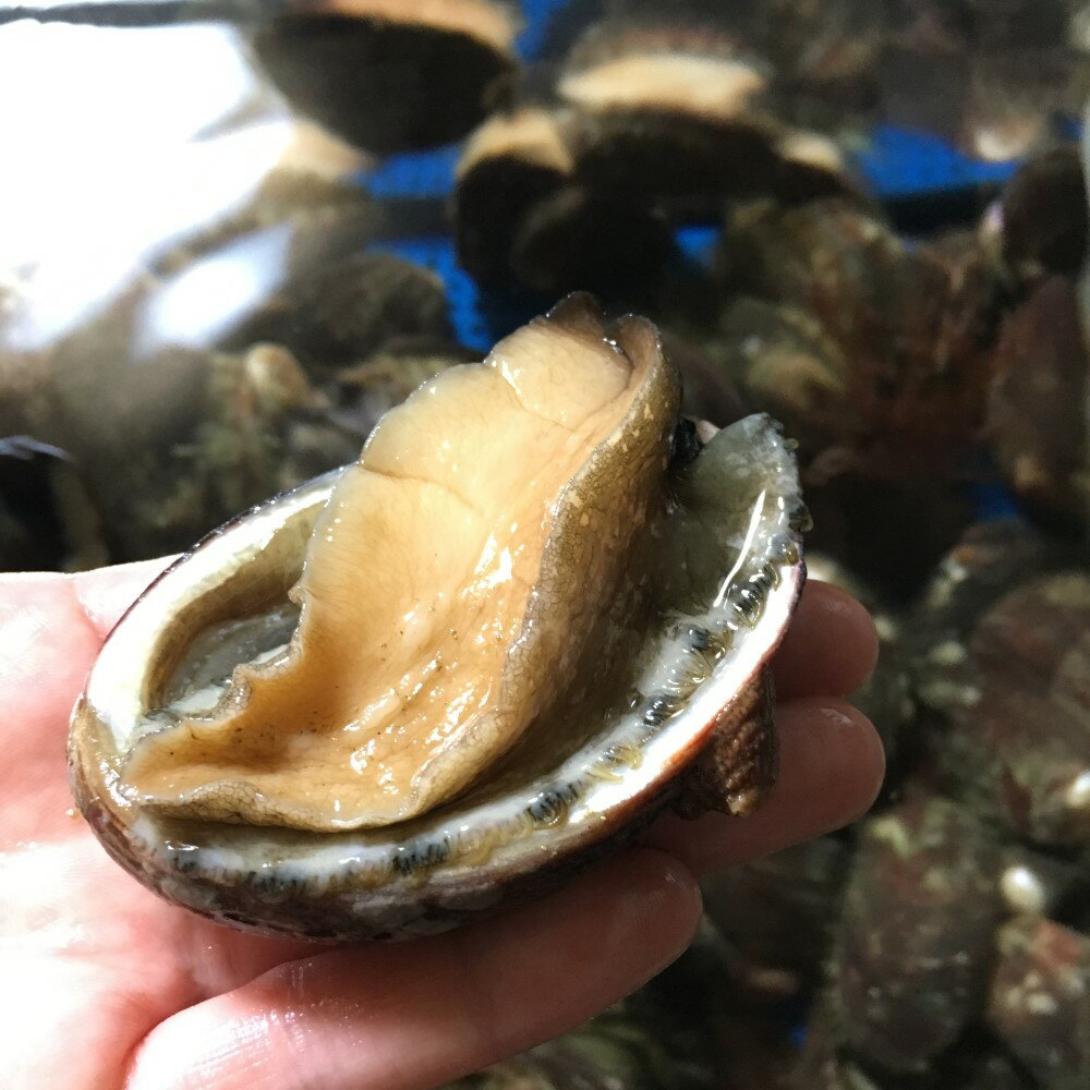 冷凍1kg 活海老 貝 貝 ナガレコ とこぶし 貝類 高知県室戸市産天然トコブシ 卸の店うみさち鮑の立場が危うい こんなに美味しいとは