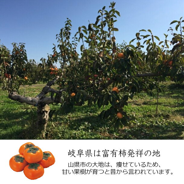 �ڥɥ饤�ե롼�� ��ͭ�� 40g�۴��츩���ɥ饤�ե롼�� �����夨�꡼ ǻ���������ե����� ���츩 ̵ź�� ̵�忧 �� ����� ̵ź�ä���� �ɤ餤�դ롼�� �Ǻऽ�Τޤ� ���襤������� �������� ���� �դ椦���� dry �ɥ饤 ������ �ۥ磻�ȥǡ� ����� �ץ����ե�