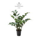 観葉植物 フェイクグリーン 人工観葉植物 ゼミフォリア 造花 おしゃれ ツリー 店舗装飾 小型 鉢付 57cm インテリア