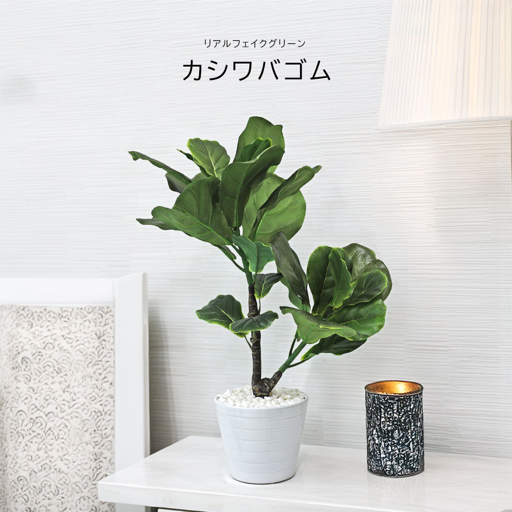 樂天商城 - 人工観葉植物 父の日 屋外 フェイクグリーン リアル 観葉植物 父の日 屋外 造花 カシワバゴムポット 鉢付 おしゃれ 55cm