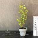 フィカスシタシオン ベンジャミン 37cm 人工観葉植物 フェイクグリーン 置物 ミニ 飾り アート かわいい おしゃれ ツリー 店舗装飾 フェイク グリーン ...
