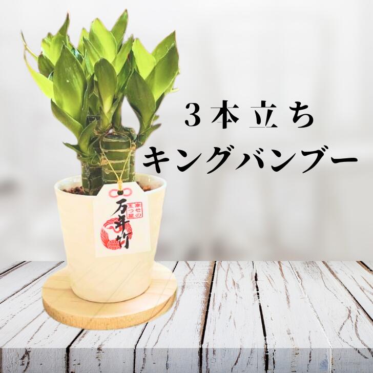 Bamboo - 【3本立ち！】バンブー 関東送料無料 元気苗 キングバンブー 3本立ち 観葉植物小さい ミニ観葉 ハイドロカルチャー 農園直送 万年竹 ラッキーバンブー ドラセナ サンデリアーナ 風水 幸福の木 母の日 父の日 退職お祝い