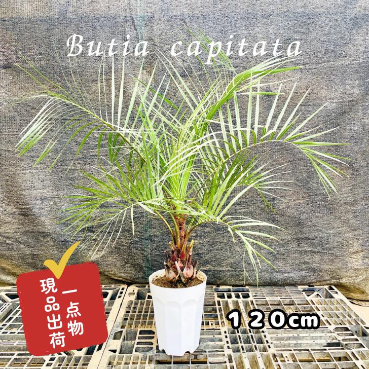 楽天市場】ココス 鉢植えの通販