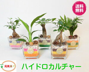 農園直送!◆ ハイドロカルチャー ミニ観葉◆♪可愛い カラフルカラーサンド！選べる植物＆サンドカラー