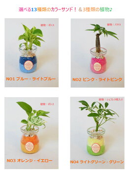 農園直送!◆ミニ観葉植物◆ハイドロカルチャー♪ツートン カラーサンド3個setウッドスライス付き！選べる植物＆カラーサンド