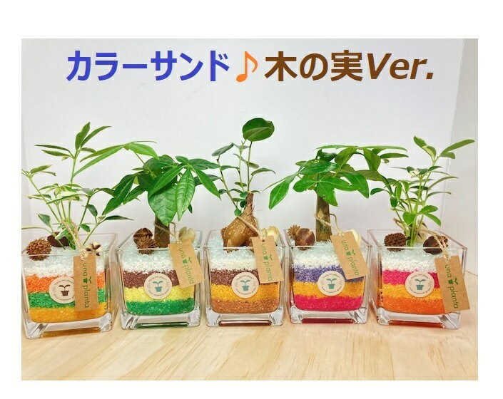 シェフレラ 観葉植物 【工房直送！】 ハイドロカルチャー ミニ観葉 カラーサンド “CS木の実♪” 観葉植物 小さい 風水 育てやすい かわいい ガジュマル パキラ シェフレラ 選べる植物 プレゼント ギフト 贈り物