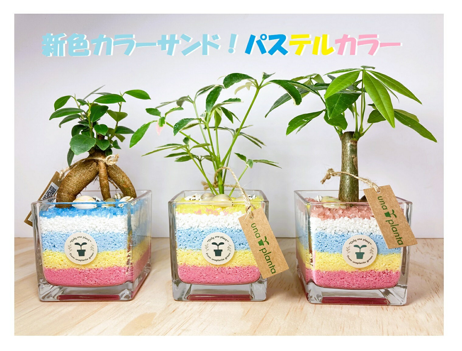 シェフレラ 観葉植物 【工房直送！】ハイドロカルチャー ミニ観葉 カラーサンド 貝殻 CSパステル♪” 観葉植物 育てやすい かわいい ガジュマル パキラ シェフレラ プレゼント ギフト 贈り物 テーブル 植物台所キッチン デスク オフィス パソコン トイレ ミニ 小さい 母の日