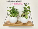 【工房直送】元気苗! 関東送料無料 観葉植物 寄せ植え 白陶器 艶あり おしゃれ ハイドロカルチャー セラミス植え 植物選べる ガジュマル パキラ 小さいサイズ...