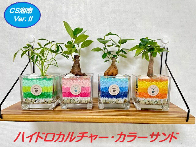 シェフレラ 観葉植物 【工房直送】元気苗！ ハイドロカルチャー ミニ観葉 カラーサンド 貝殻 CS湘南2♪” 観葉植物 風水 育てやすい かわいい ガジュマル パキラ シェフレラ 選べる植物 プレゼント ギフト 贈り物