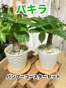 【工房直送!】元気苗 関東送料無料! パキラ MS 観葉植物小さい ミニ観葉 ハイドロカルチャー うずら工房管理 植物のある暮らし 癒しのある空間 風水 プレゼ...