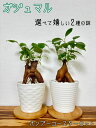 【工房直送!】元気苗 ガジュマルMS 関東送料無料! 観葉植物小さい ミニ観葉 ハイドロカルチャー うずら工房管理 キジムナー 精霊 手作り 風水 がじゅまる ...