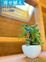【工房直送】元気苗! 観葉植物 関東送料無料! 寄せ植え 白陶器 艶あり おしゃれ ハイドロカルチャー セラミス植え 植物選べる ガジュマル パキラ 小さいサイ...