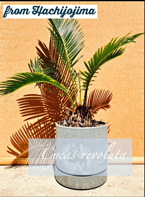 楽天市場】ソテツ(高さ(植物)~ 70.9cm)の通販 楽天市場】ソテツ(高さ(植物)~ 70.9cm)の通販