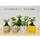 【工房直送!】ハイドロカルチャー 関東送料無料! 観葉植物 種類 ガジュマル 小さい 風水 縁起の良い 選べるカラーポット 母の日 父の日 退職祝い ギフト プ...