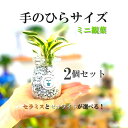 【選べないからお得!】ハイドロカルチャー 2個セット 関東送料無料! 観葉植物 初心者 育てやすい 選べる植え込み材 ゼオライト セラミス パキラ ポトス クロ...