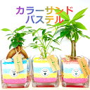 【工房直送!】ハイドロカルチャー ミニ観葉 関東送料無料 カラーサンド 貝殻 CSパステル♪” 観葉植物 育てやすい かわいい ガジュマル パキラ シェフレラ ...