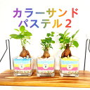 【工房直送!】元気苗! 関東送料無料! ハイドロカルチャー ミニ観葉 カラーサンド 貝殻 CSパステル2♪” 観葉植物 風水 育てやすい かわいい ガジュマル ...