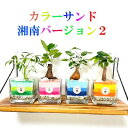 工房直送!【名水の里】秦野市の水で植物たちが元気に育ちました! 一つ一つ心を込めて植え込んで 大切にお届けします!