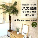 【樹形撮影サービス無料】フェニックスロベレニー H170cm〜H190cm 八丈島産 10号 大型 温室直送 高さ豊富 ヤシ 種類 多数 ヤシの木 ロベヤシ シ...