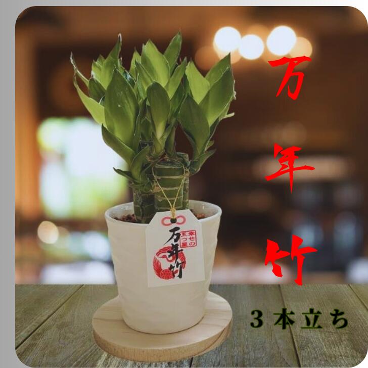 関東送料無料元気苗キングバンブー3...