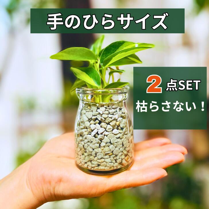 【プチカスタマイズ！】ハイドロカルチャー 2個セット 関東送料無料 観葉植物 小さい 初心者 育てやすい 選べる ゼオライト セラミス パキラ クロトン マングローブ サンデリアーナ アビス ソテツ ポリシャス ドラセナ 小さい 種類 インテリア 風水 母の日ギフト プレゼント