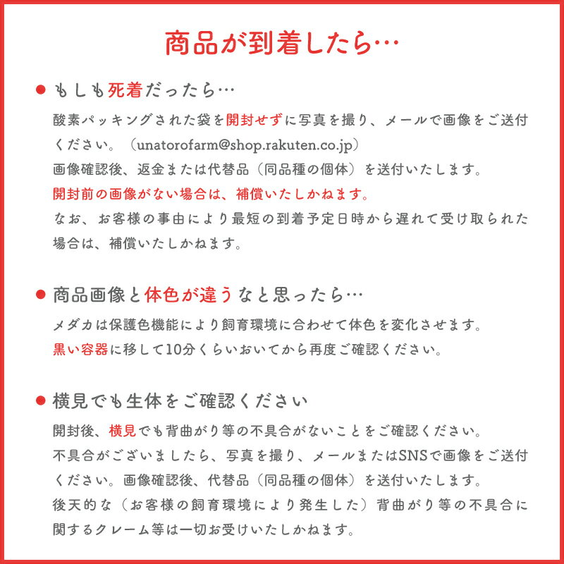 メダカ めだか 朱紅玉（Bクラス） 3ペア ペット 観賞魚 生体 品種改良メダカ アクアリウム 成魚 三色 体外光 3