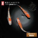 メダカ めだか 紅白ラメ 1ペア ペット 観賞魚 紅白メダカ 生体 品種改良メダカ 高級めだか 販売 アクアリウム ラメメダカ メダカ生体 成魚 ラメ きれい 紅白 きらきら 改良めだか ラメめだか 改良 高級 送料無料 飼育用 観賞用 メダカペア