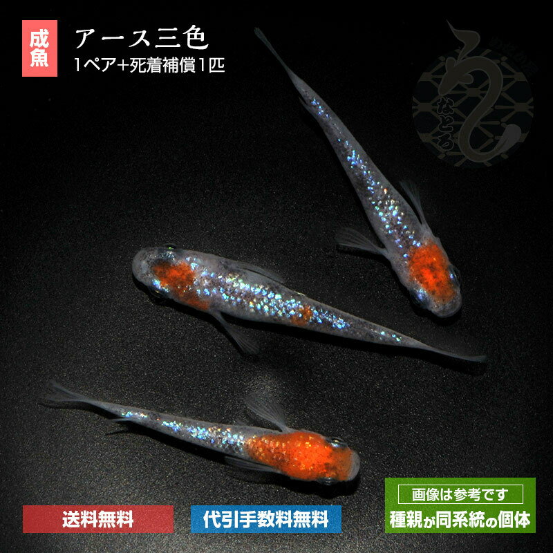 メダカ めだか アース 三色 1ペア ペット 販売 送料 無料 淡水魚 淡水 高級 送料無料 ペア セット medaka 改良 高級メダカ ラメメダカ メダカ販売 ネット キラキラ 高級めだか 生体 観賞魚 生体 品種改良メダカ めだか生体 アクアリウム 成魚 ラメ 三色