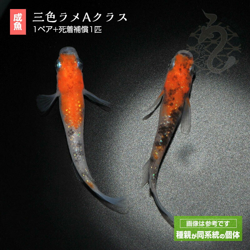 メダカ めだか 三色ラメ Aクラス 1ペア ペット 観賞魚 生体 品種改良メダカ アクアリウム 成魚 ラメ 三色 1