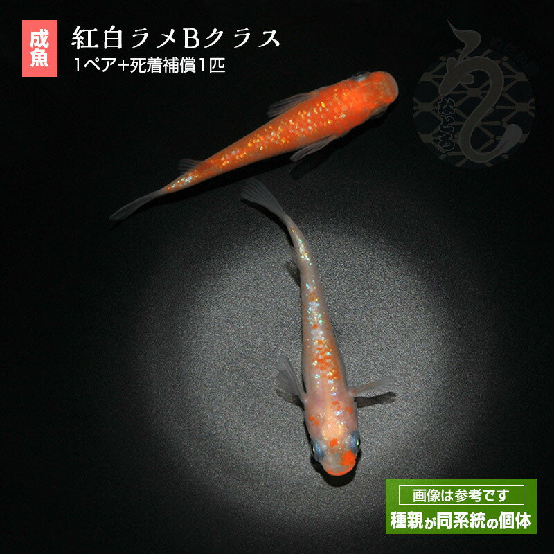 メダカ めだか 紅白ラメ(Bクラス) ペット ...の紹介画像2
