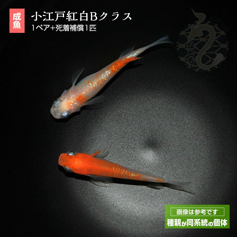 メダカうなとろふぁ〜む楽天市場店のメダカ めだか 小江戸紅白（Bクラス） 1ペア ペット 観賞魚 生体 品種改良メダカ アクアリウム 成魚 ラメ 紅白｜アングル2