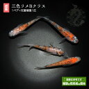 メダカ めだか 三色ラメ（Bクラス） 1ペア ペット 観賞魚 生体 品種改良メダカ アクアリウム 成魚 ラメ 三色