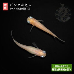 メダカ めだか ピンクかえる 1ペア 改良 ペット 観賞魚 生体 ピンク 品種改良メダカ アクアリウム 成魚 出目 販売 改良メダカ 淡水魚 淡水 魚 ペア ネット メダカ販売 綺麗