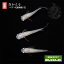 メダカ めだか 白かえる 1ペア ペット 観賞魚 生体 品種改良メダカ アクアリウム 成魚 白 出目