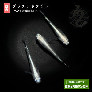 メダカ めだか プラチナホワイト 1ペア ペット 観賞魚 生体 品種改良メダカ アクアリウム 成魚 みゆき 幹之 体外光 白